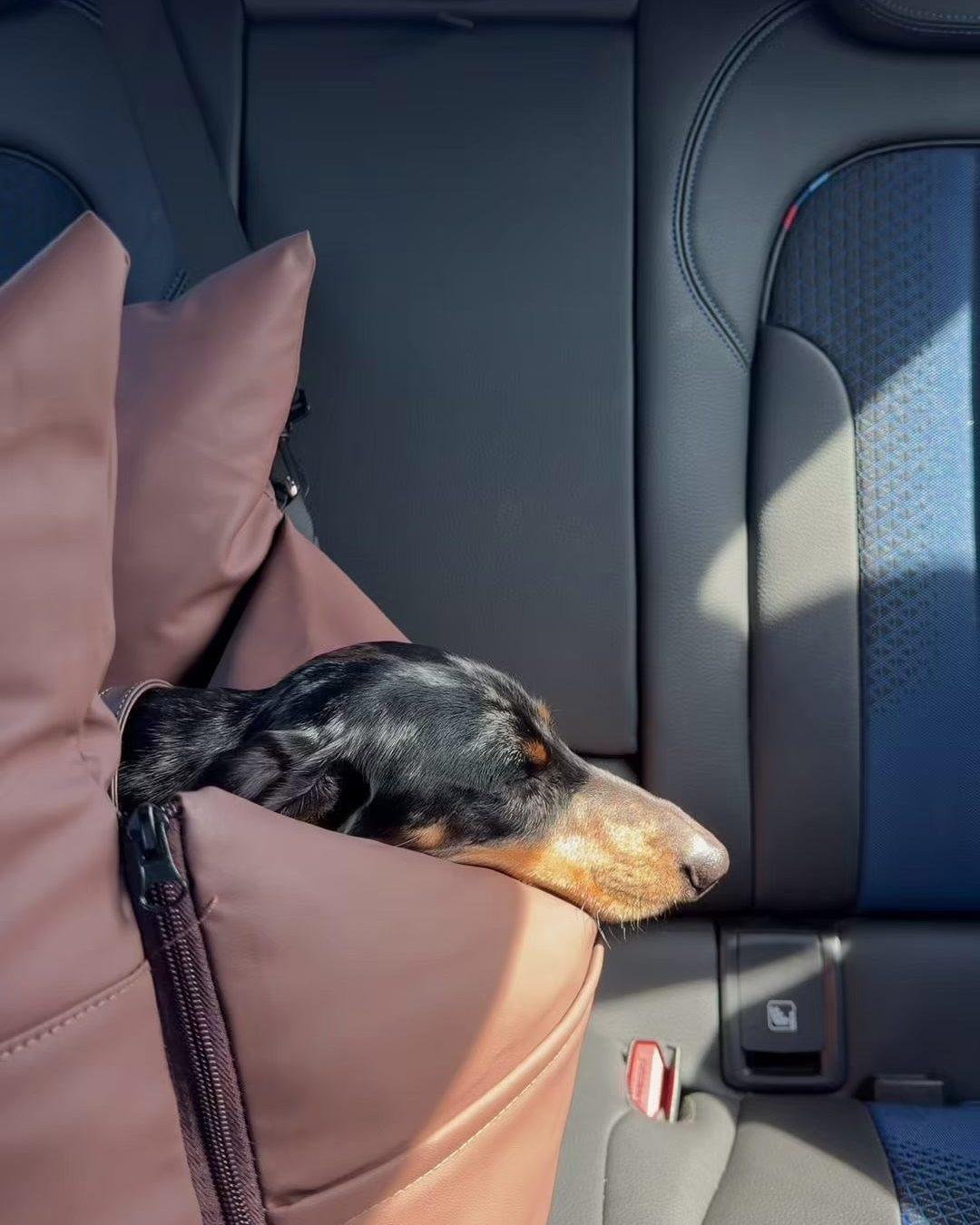 Dachshund resting its head on the edge of a Wagging Rights car seat on a car's back seat