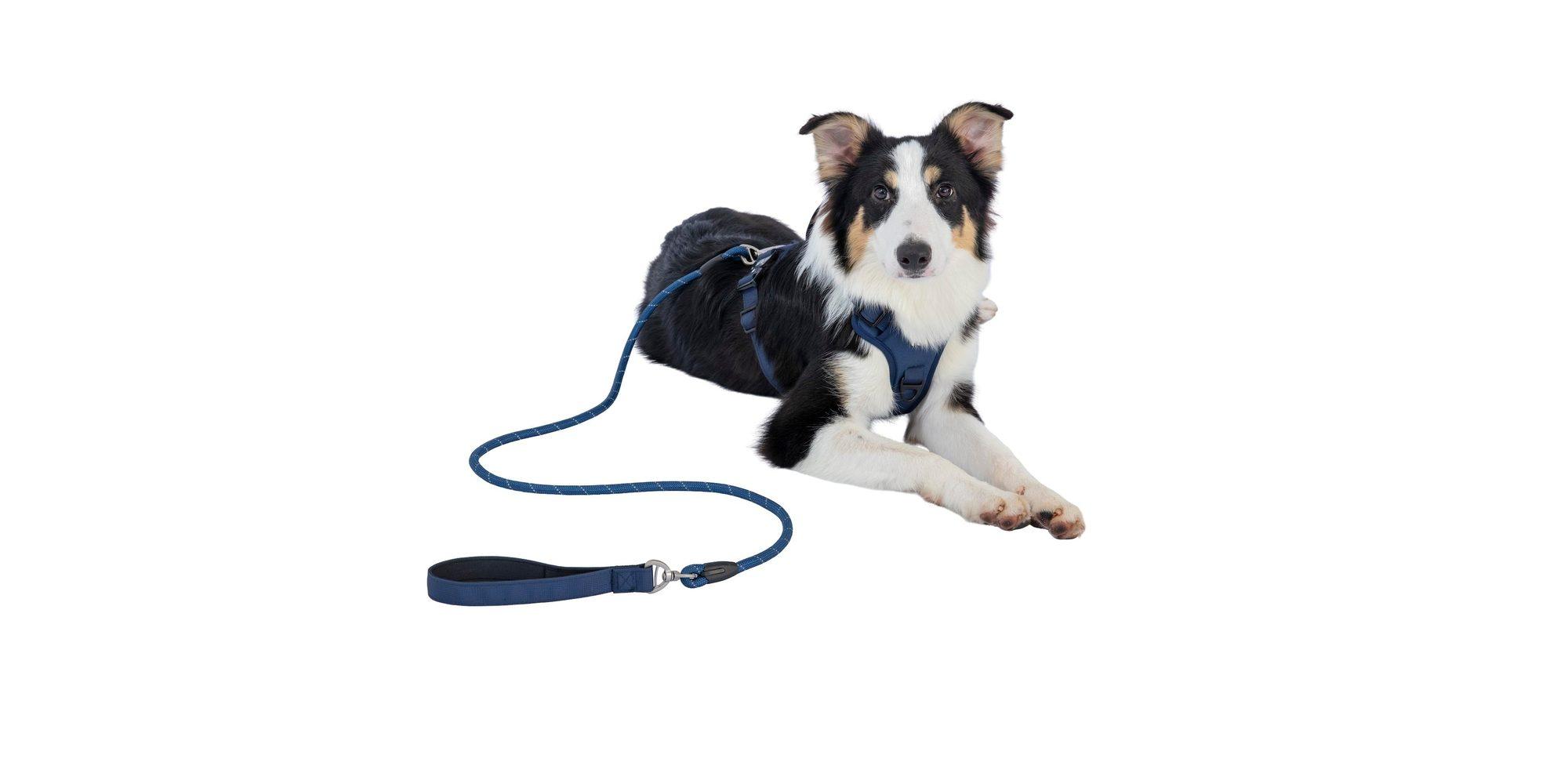 Border collie lying down in a navy Wagging Rights harness, with a matching rope lead
