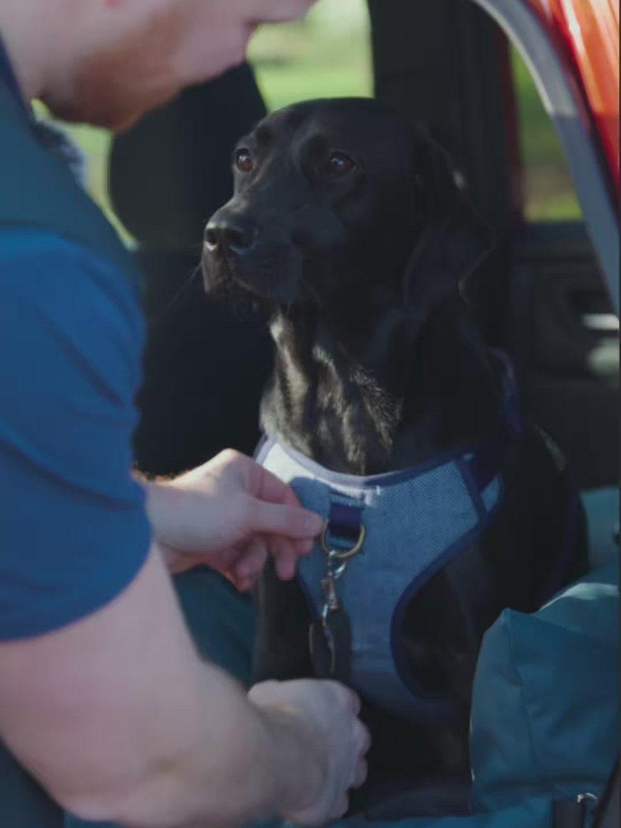 Owner clipping a black Labrador's harness into a Wagging Rights car seat